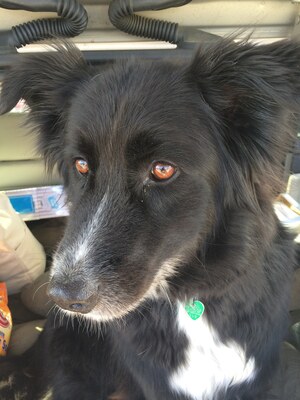 Barney in Vermont
Vermont, 1 April 2014.
Keywords: barney;border collie;vermont