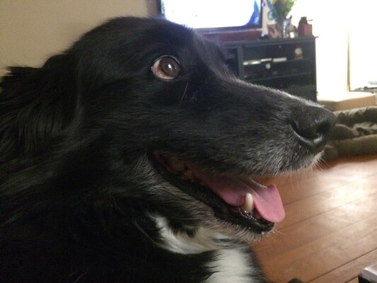 Barney in Vermont
Vermont, 5 March 2015.
Keywords: barney;border collie;vermont