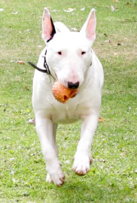 Bella
Palabras Clave: Bella ball Bull Terrier Lucies Farm boarding dog kennel dog resort