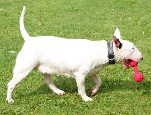 Bella and the Red Barbell Toy
Ключові слова: Bella English bull terrier dog hotel dog boarding dog kennel red barbell