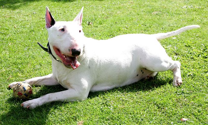 Bella
Keywords: Bella Bull Terrier Lucies Farm boarding dog kennel dog resort