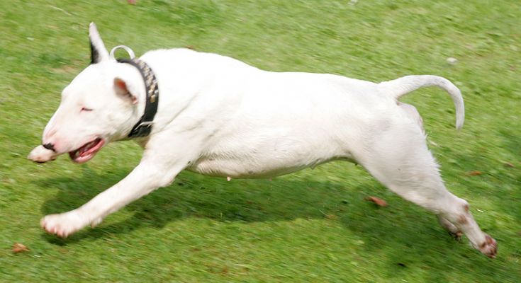 Bella Chasing The Garden Hose Water
Schlüsselwörter: Bella English bull terrier dog hotel dog boarding dog kennel garden hose chasing