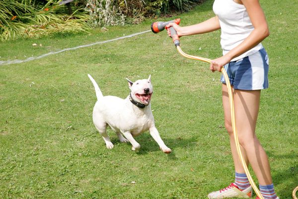 Bella and the Garden Hose
A hot summer morning, Whitecroft, August 31 2005
الكلمات الإستدلالية(لتسهيل البحث): Bella English bull terrier dog hotel dog boarding dog kennel garden hose Lucies Farm