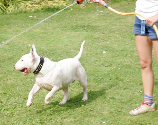 Bella Chasing The Garden Hose
She had a hard time deciding if she liked this game more than playing catch with the red barbell --- so she alternated.
Keywords: Bella English bull terrier dog hotel dog boarding dog kennel barbell