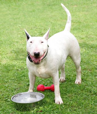 Bella, the Red Barbell Toy, and Her Water Bowl
Resting after a bit of chase-the-barbell.
Λέξεις-κλειδιά: Bella English bull terrier dog hotel dog boarding dog kennel water bowl red barbell