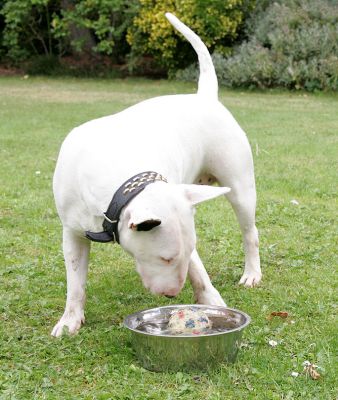 Bella
Contemplating her ball in the water bowl, where she's placed it.
Palabras Clave: Bella water bowl English bull terrier dog hotel dog boarding dog kennel Lucies Farm