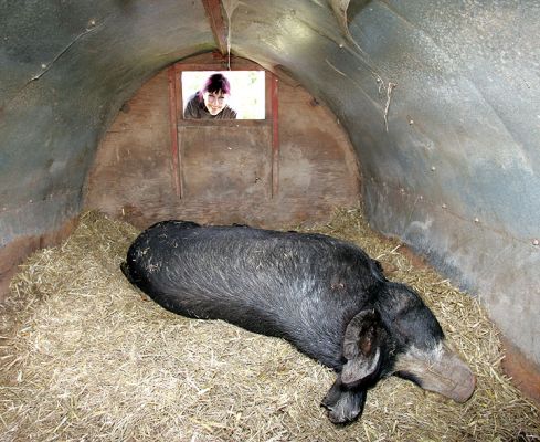 Fairoaks Mermaid and Marjorie
Fairoaks Mermaid has just given birth to ten piglets.  I took this photograph from the door of her pig ark.  Marjorie is looking in the little hatch, and from Marjorie's viewpoint you can see the piglets.  Mother was calm and considerate throughout.  For those who think pigs are dirty, look at how she gleams, and look at how clean she keeps her home.
Keywords: Fairoaks Mermaid pig ark piglets Berkshire pigs