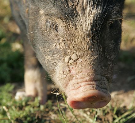 Berkshire Piglet on a Summer Afternoon
Ключові слова: Berkshire pig Berkshire piglet summer afternoon