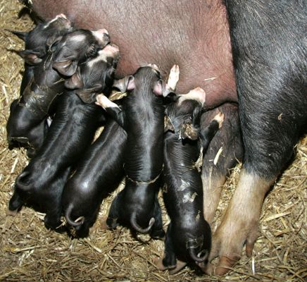 Berkshire Piglets
We bought Fairoaks Mermaid 4 as a pedigree Berkshire sow in gilt.  The sellers, the Bignells, told us her possible farrowing date was May 26.  On the appointed date, along came the piglets. This photograph was taken just after they were born.
Keywords: Berkshire pigs piglets
