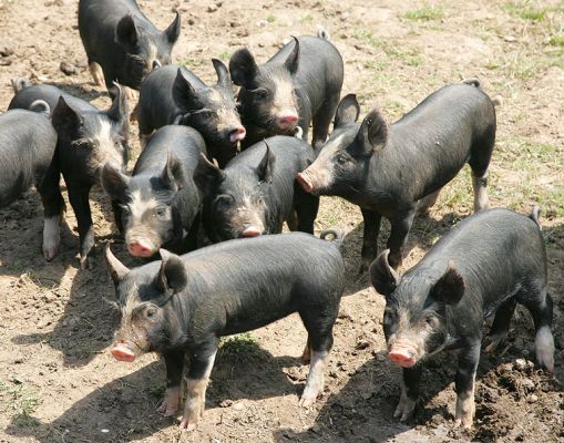 Berkshire Piglets
Keywords: Berkshire piglets kurobuta black pork Lucies Farm
