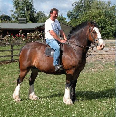 Kevin Riding Bertie - Whitecroft 2003
