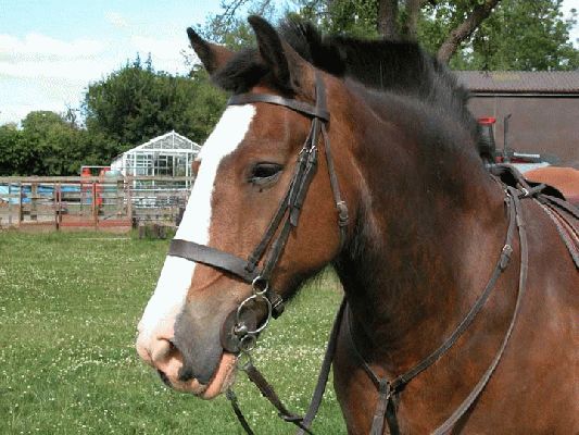 Bertie
Bertie at Whitecroft, Summer 2003
Ключові слова: Bertie, Whitecroft, horse