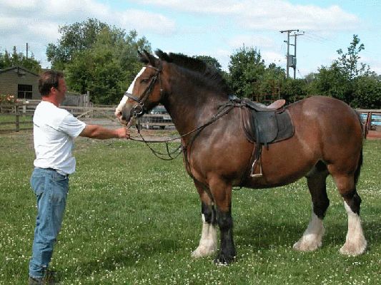 Bertie - June 2003
Bertie with Kevin
Schlüsselwörter: Bertie, horse, Whitecroft
