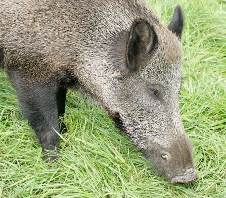 Wild Boar's Snout
Look at the length of his snout -- almost longer than his body.
Anahtar kelimeler: wild boar snout wild pig Lucies Farm pork