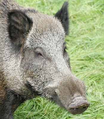 Wild Boar
Looking quite content in the tall grass.
Ključne besede: wild boar wild pork wild pig Lucies Farm