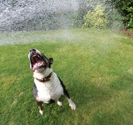 Tapa and The Garden Hose
Tapa has a real love/hate relationship with the spray from the garden hose.  He wants to bite and kill it --- but when we shut it off, he wants it back.  He looks so ferocious here:   like a poster dog for the Dangerous Dogs Act.  You should see how brave he is with pigeons in the garden --- not.
Schlüsselwörter: Tapa water garden hose ferocious dog snapping jaws big teeth
