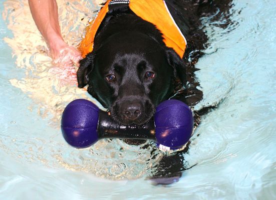 Billy and the Floating Bone
Schlüsselwörter: Billy Black Labrador floating bone swimming dog Ritz Canine dog hydrotherapy