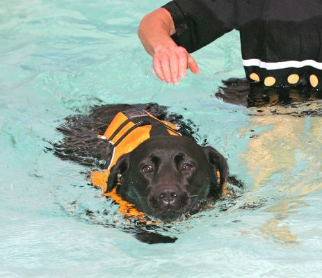 Billy Swimming
Keywords: Billy Black Labrador swimming dog Ritz Canine dog hotel dog hydrotherapy