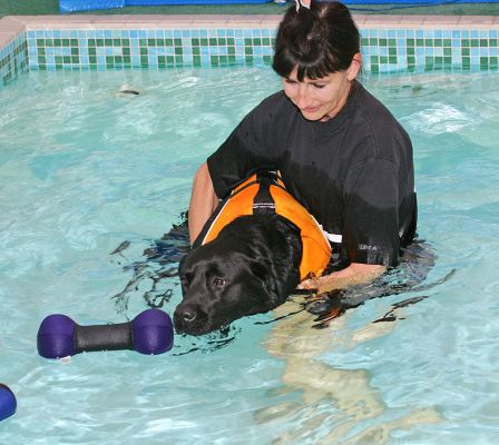 Billy Going for the Bone
Ключові слова: Billy Black Labrador dog swimming Marjorie Ritz Canine swimming dog