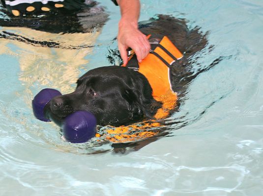 Billy With the Floating Bone
Keywords: Billy Black Labrador swimming dog floating bone Ritz Canine dog hotel dog swimming