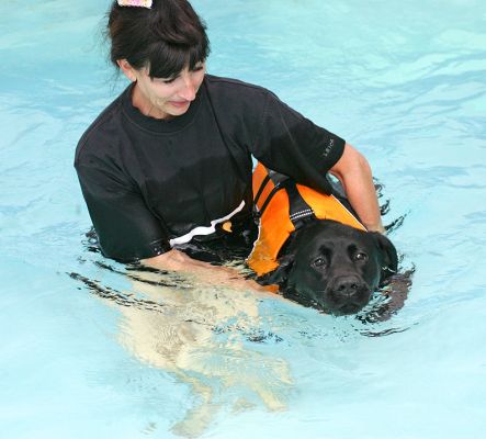 Billy Swimming (With Marjorie Supporting Him)
Keywords: Billy Black Labrador swimming dog Marjorie Ritz Canine dog hydrotherapy