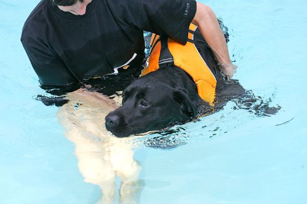 Billy
Keywords: Billy Black Labrador swimming dog Ritz Canine dog hydrotherapy