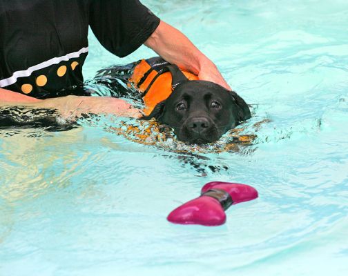 Billy Fetching -- In The Pool
Klíčová slova: Billy Canine Hydrotherapy fetch floating bone Black Labrador Ritz Canine