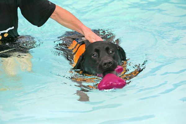 Billy with the Floating Bone
Anahtar kelimeler: Billy Black Labrador floating bone swimming dog canine hydrotherapy Ritz Canine