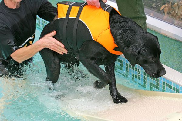Billy Leaving the Pool
Up the PetRamp, looking smart in his doggie life jacket.
Schlüsselwörter: Billy Black Labrador dog life jacket canine life jacket PetRamp dog swimming Ritz Canine