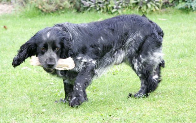 Bracken With His Rawhide Bone
Trefwoorden: Bracken rawhide bone Cocker spaniel Lucies Farm dog hotel dog boarding