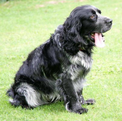 Bracken
Schlüsselwörter: Bracken Cocker Spaniel Lucies Farm dog hotel dog resort dog kennel