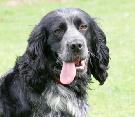Portrait of Bracken
Słowa kluczowe: Bracken Cocker Spaniel Lucies Farm dog hotel dog boarding dog kennel