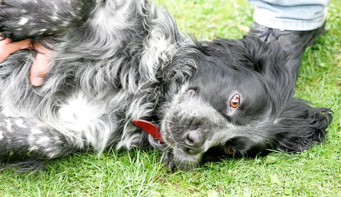 Bracken In The Zone
Bracken loves to roll over and have his tummy tickled.
Klíčová slova: Bracken Cocker spaniel tickled roll over dog Lucies Farm