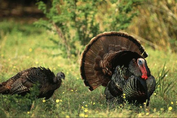 Free range bronze turkeys
Λέξεις-κλειδιά: bronze turkey