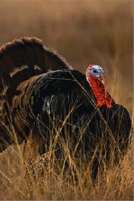 Bronze Turkey
Keywords: bronze turkey