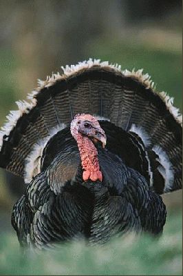 Free Range Bronze Turkey
Λέξεις-κλειδιά: bronze turkey