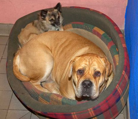 Peepee and Brutus in Bed
During their stay here, Peepee and Brutus always slept together --- they preferred the bed on the floor of their suite, but occassionally slept in the cubby.
Ключові слова: Peepee chihuahua dog Brutus Bull Mastiff dog bed sleeping dog