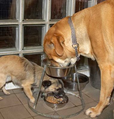 Peepee and Brutus Dining Together
Schlüsselwörter: Peepee chihuahua Brutus Bull Mastiff dog dinner dog bowl dog food