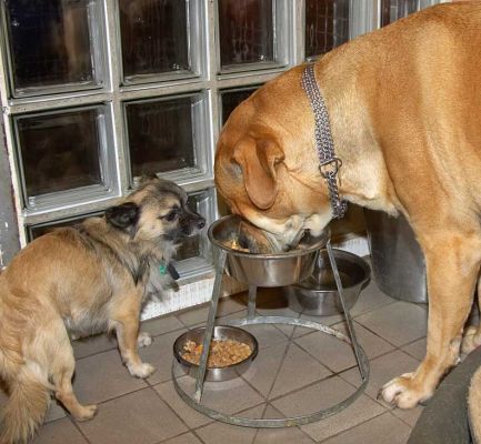 Peepee More Interested in Brutus' Dinner
Although Peepee has a bowl of his own, he first wanted to check to see if Brutus had something better in his bowl.
Trefwoorden: Peepee Brutus chihuahua Bull Mastiff dinner dog food dog bowl