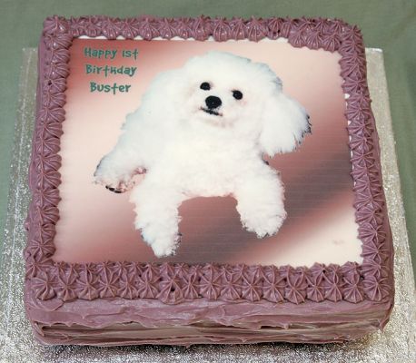 Happy Birthday Buster
June 1 2005
Keywords: Buster doggie birthday cake Lucies Farm