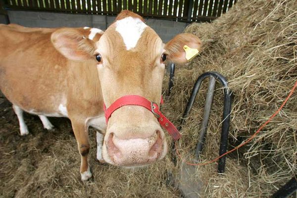 Carole - Our Guernsey Cow
Carole, a pedigree Guernsey Cow, is our "house" cow --- providing us with all of our milk.  So much milk that we feed the excess to our Tamworth pigs.  We have just started to make butter and (soon) cheese from Carole's "output."  And she treats us to the best milk shakes in Worcestershire, if not all of the West Midlands.
Avainsanat: Carole milkshake butter Guernsey cow Lucies Farm