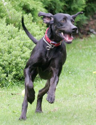 Casey
Ключови думи: Casey running Lucies Farm dog hotel dog boarding