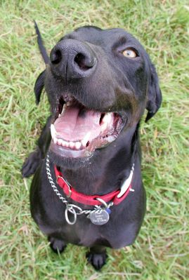 Casey
"Gimme that cookie...!"
Ключові слова: Casey cookie dog Lucies Farm dog kennel dog boarding dog hotel