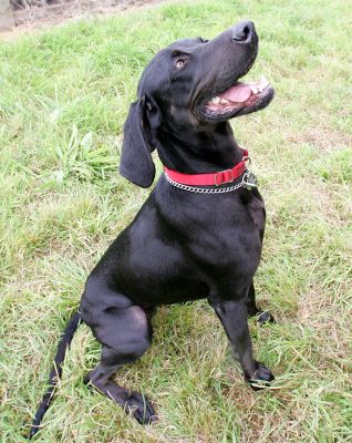 Casey
Schlüsselwörter: Casey dog hotel dog resort Lucies Farm dog kennel