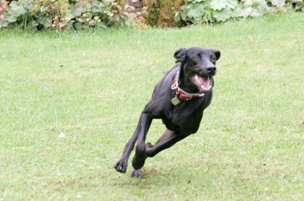Casey Taking A Corner
Having a good run -- chasing a ball.
Schlüsselwörter: Casey corner run dog hotel Lucies Farm dog kennel