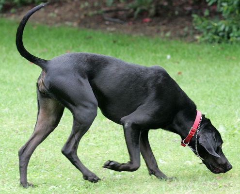 Casey Having A Sniff
Palabras clave: Casey sniff Lucies Farm dog kennel dog resort dog boarding