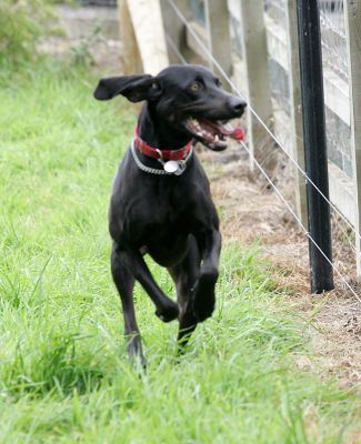 Casey
Running along the fence (don't worry, the electric fence is off).  On the other side are pigs, chickens, and the three alpacas.
Schlüsselwörter: Casey electric fence Lucies Farm dog boarding dog kennel