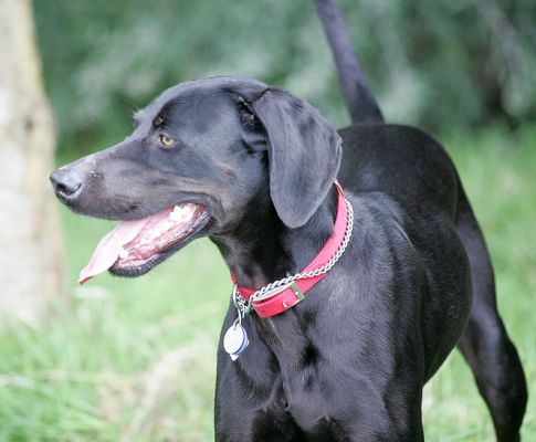 Casey
Ключові слова: Casey Lucies Farm dog kennel dog boarding