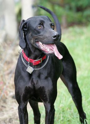 Casey
Looking very Regal.
Anahtar kelimeler: Casey regal dog Lucies Farm dog boarding dog kennel dog resort