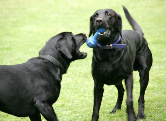 Give Me That Blue Thing . . . .
Ключові слова: Harvey Buddy black Labrador dog boarding dog kennel Lucies Farm